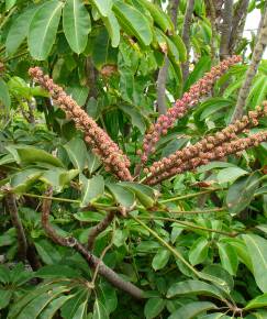 Fotografia da espécie Schefflera actinophylla