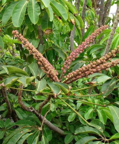 Fotografia de capa Schefflera actinophylla - do Jardim Botânico