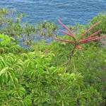 Fotografia 18 da espécie Schefflera actinophylla do Jardim Botânico UTAD