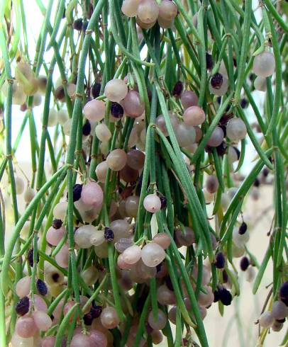 Fotografia de capa Plocama pendula - do Jardim Botânico