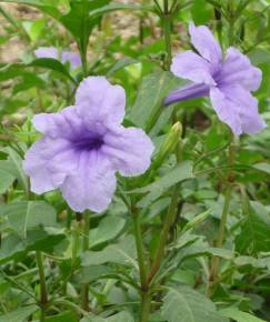 Fotografia da espécie Ruellia tuberosa