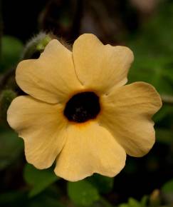 Fotografia da espécie Thunbergia alata