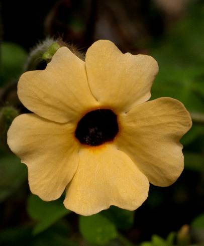 Fotografia de capa Thunbergia alata - do Jardim Botânico