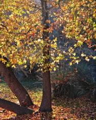 Fotografia da espécie Liquidambar orientalis