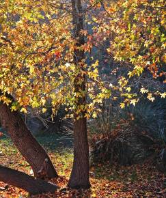 Fotografia da espécie Liquidambar orientalis