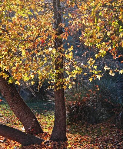 Fotografia de capa Liquidambar orientalis - do Jardim Botânico