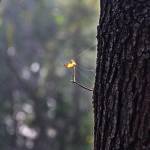 Fotografia 6 da espécie Liquidambar orientalis do Jardim Botânico UTAD