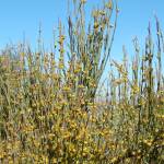 Fotografia 12 da espécie Ephedra fragilis subesp. fragilis do Jardim Botânico UTAD