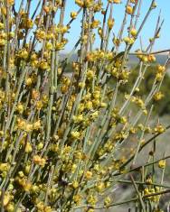 Fotografia da espécie Ephedra fragilis subesp. fragilis