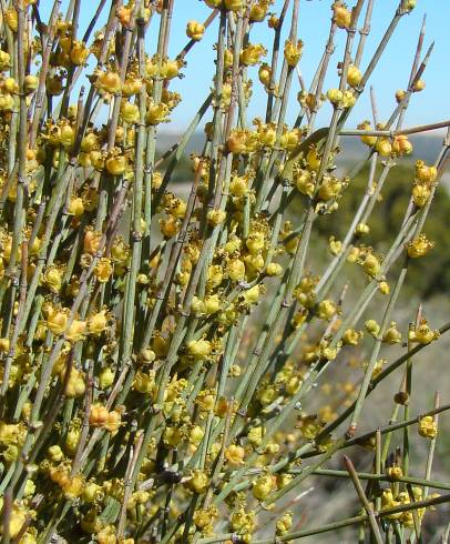 Fotografia de capa Ephedra fragilis subesp. fragilis - do Jardim Botânico