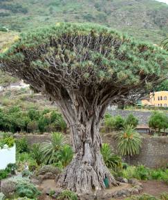 Fotografia da espécie Dracaena draco