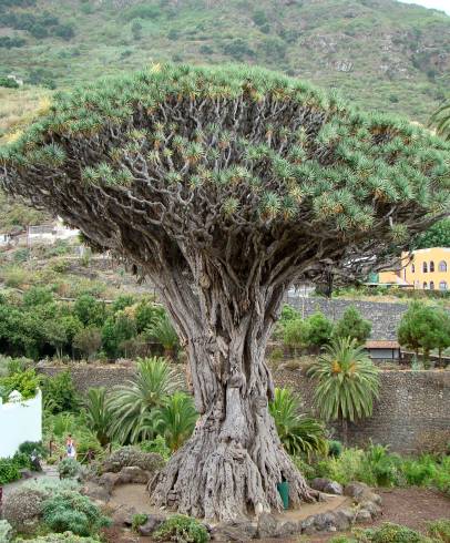 Fotografia de capa Dracaena draco - do Jardim Botânico