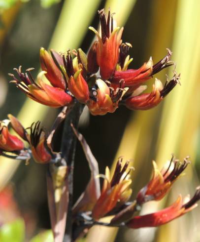 Fotografia de capa Phormium colensoi - do Jardim Botânico