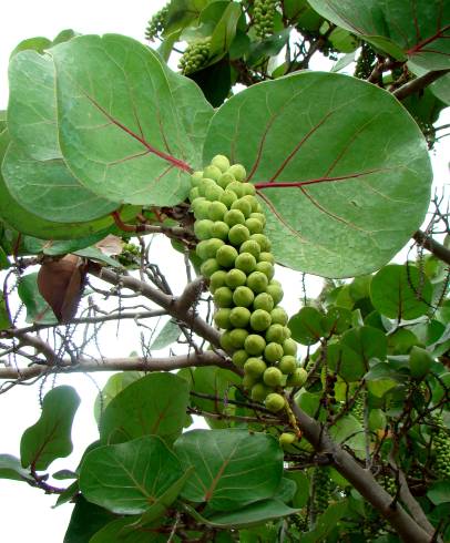 Fotografia de capa Coccoloba uvifera - do Jardim Botânico