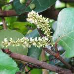 Fotografia 11 da espécie Coccoloba uvifera do Jardim Botânico UTAD