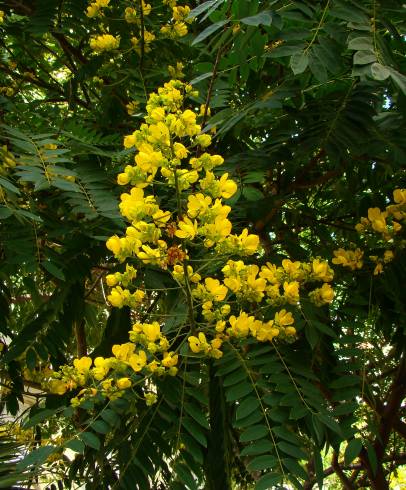 Fotografia de capa Senna spectabilis - do Jardim Botânico