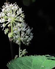 Fotografia da espécie Aralia californica