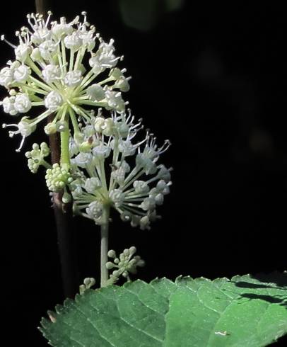 Fotografia de capa Aralia californica - do Jardim Botânico