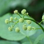 Fotografia 3 da espécie Aralia californica do Jardim Botânico UTAD