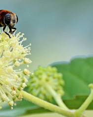 Fotografia da espécie Aralia cordata