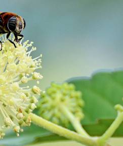 Fotografia da espécie Aralia cordata