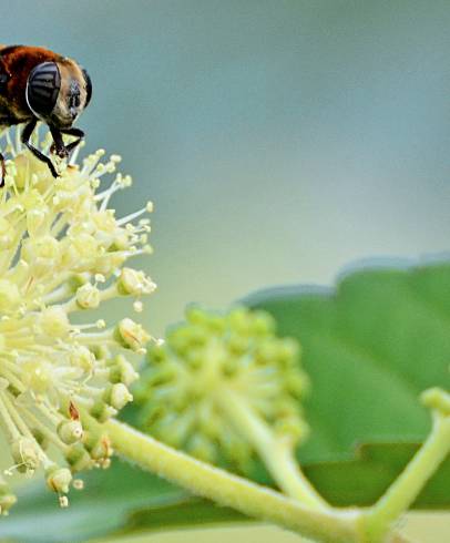 Fotografia de capa Aralia cordata - do Jardim Botânico