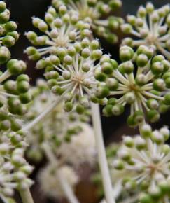 Fotografia da espécie Fatsia japonica