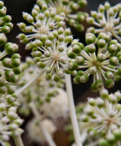 Fotografia de capa Fatsia japonica - do Jardim Botânico