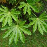 Fotografia 11 da espécie Fatsia japonica do Jardim Botânico UTAD