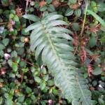 Fotografia 11 da espécie Blechnum occidentale do Jardim Botânico UTAD