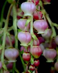 Fotografia da espécie Arbutus canariensis