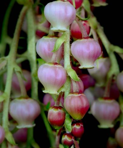 Fotografia de capa Arbutus canariensis - do Jardim Botânico