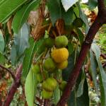 Fotografia 6 da espécie Arbutus canariensis do Jardim Botânico UTAD