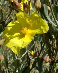 Fotografia da espécie Halimium halimifolium subesp. multiflorum