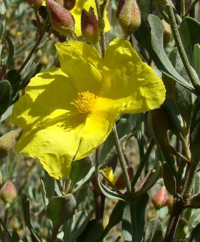 Fotografia de capa Halimium halimifolium subesp. multiflorum - do Jardim Botânico