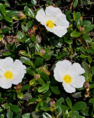 Fotografia da espécie Cistus ladanifer subesp. sulcatus