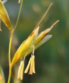 Fotografia da espécie Festuca rubra