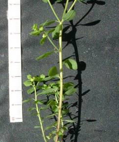 Fotografia da espécie Euphorbia peplus