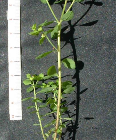 Fotografia de capa Euphorbia peplus var. peplus - do Jardim Botânico
