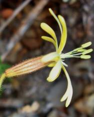 Fotografia da espécie Silene nutans subesp. nutans