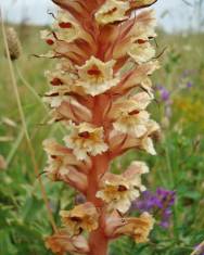 Fotografia da espécie Orobanche amethystea subesp. amethystea