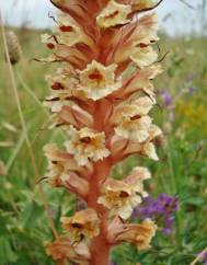 Orobanche amethystea subesp. amethystea