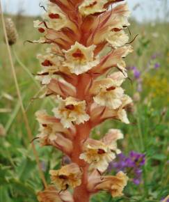 Fotografia da espécie Orobanche amethystea