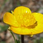 Fotografia 1 da espécie Ranunculus paludosus do Jardim Botânico UTAD