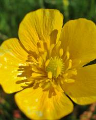 Fotografia da espécie Ranunculus paludosus