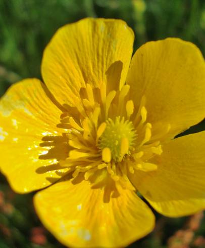 Fotografia de capa Ranunculus paludosus - do Jardim Botânico