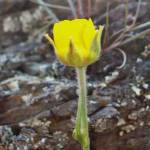 Fotografia 10 da espécie Ranunculus paludosus do Jardim Botânico UTAD