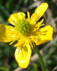 Fotografia da espécie Ranunculus bulbosus subesp. aleae var. adscendens