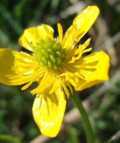 Fotografia da espécie Ranunculus bulbosus