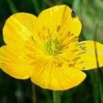 Fotografia 5 da espécie Ranunculus bulbosus subesp. aleae var. adscendens do Jardim Botânico UTAD